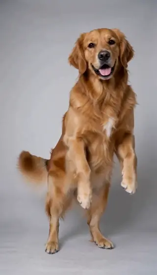 AI Dog Dancing